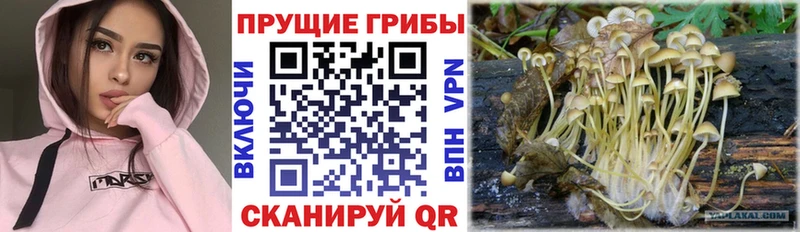 Псилоцибиновые грибы Psilocybine cubensis  Купить закладки  Яранск 